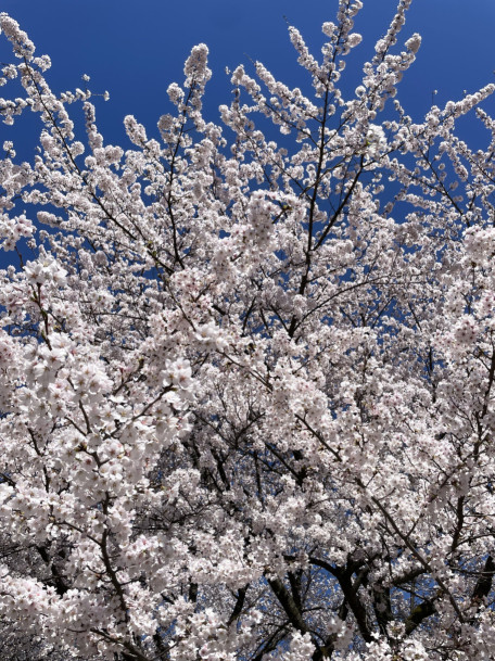 🌸新生活応援キャンペーン♪／